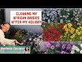 Africandaisies flowers garden  cleaning my african daisy garden after my holiday