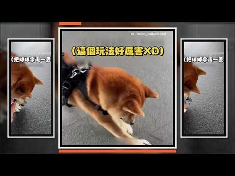 柴犬玩具玩一半直接滑走 一手支撐好厲害