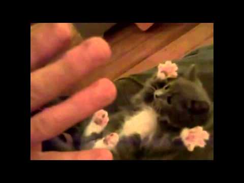 Best of Funny Cats 