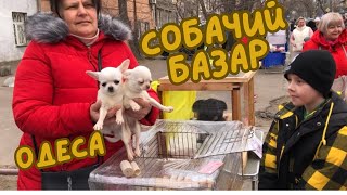 Одесити купують котиків та собак🐶😻Староконка! Одеса 2.03.2024 #одесса #староконныйрынок