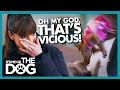 Dogs that Despise Each Other Launch Vicious Attacks | It's Me or The Dog