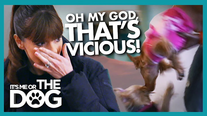Dogs that Despise Each Other Launch Vicious Attack...