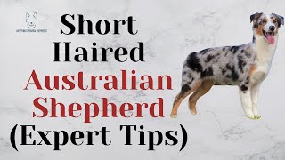 Short Haired Australian Shepherd (Expert Tips)