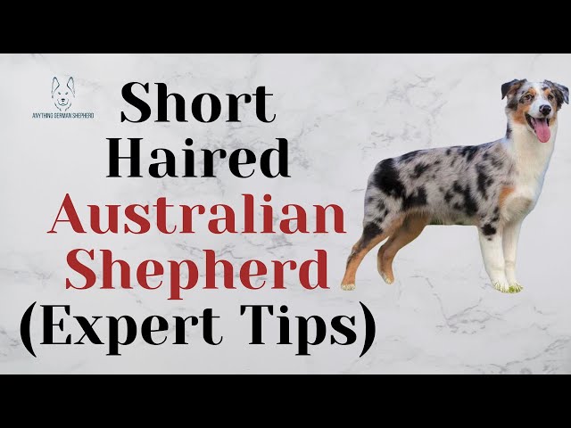 Can a Short-Haired Australian Shepherd Really Be a Purebred Aussie?