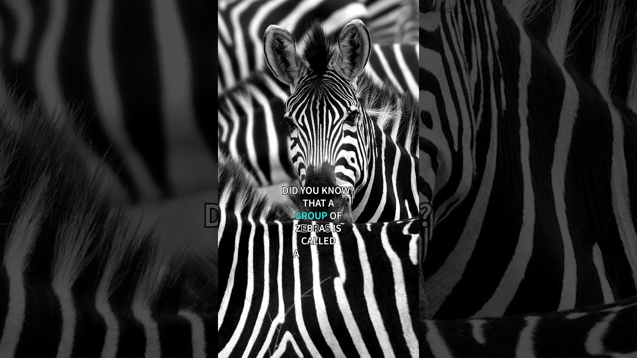 Fact of The Day - Zebra - #shorts #short #funfacts #facts #factoftheday #zebra #zebras #group #name