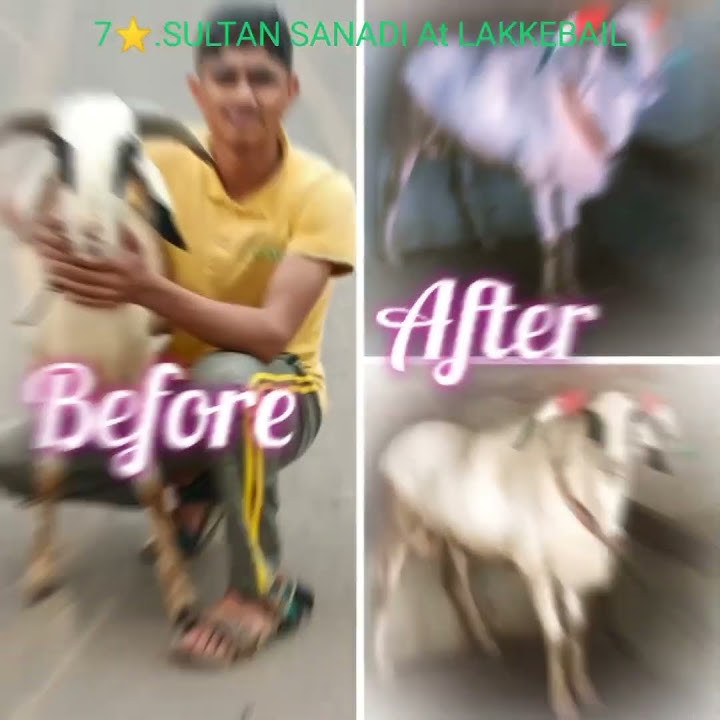 junior 7 star sultan