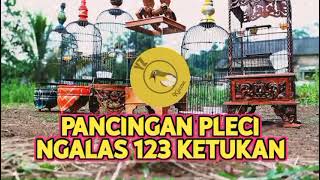 Pancingan Pleci Ngalas 123 Ketukan1️⃣2️⃣3️⃣ Perangsang Pleci Ngalas 123 Waktu Diembun Pagi✔️