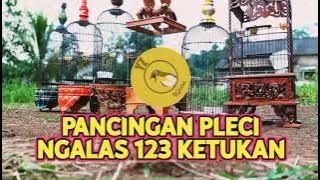 Pancingan Pleci Ngalas 123 Ketukan1️⃣2️⃣3️⃣ Perangsang Pleci Ngalas 123 Waktu Diembun Pagi✔️