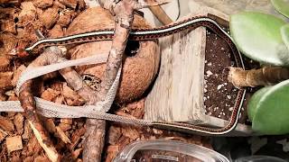 California Red-Sided Garter Snake Shedding
