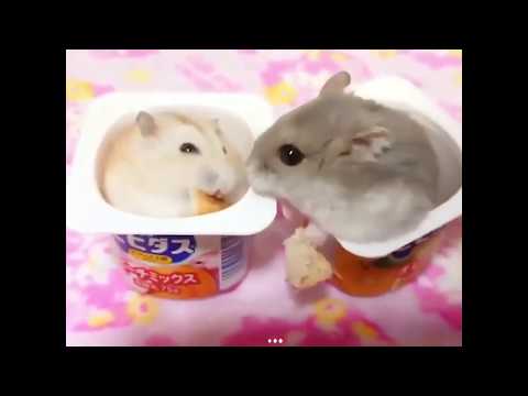 PELEA DE HÁMSTER L HAMSTER FIGHT 