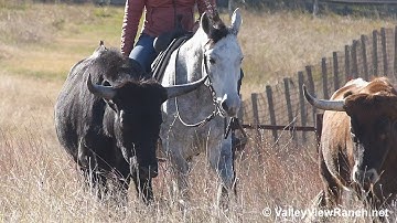 Lil Janie Cat - trail riding! - ValleyViewRanch.net