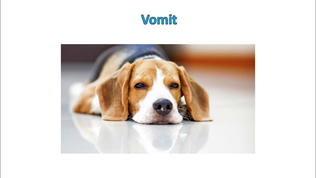 Vomit in dogs and cats Vomit vs Regurgitation, Pathophysiology