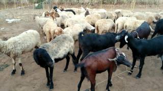 Young Sheep Farm Real Nature Video For Kids Fun Video by Film Fun Moz 871 views 7 years ago 46 seconds