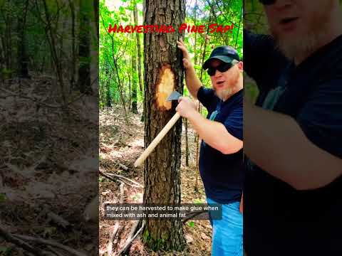 Video: Pine Trees And Sap - Aflați despre excesul de Pine Tree Sap și cum să tratați