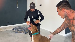 Fala Rapaziadinha Do Dragons Pit Monster Vai Caçar Javali Envio De Sêmen