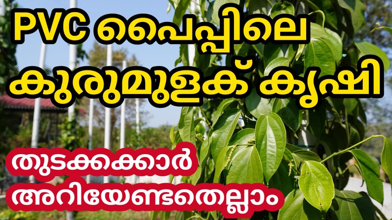 PVC പൈപ്പിലെ കുരുമുളക് കൃഷി അനുഭവം | Pepper Farming in PVC Pipe | Farming Malayalam by Dinesh