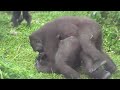 #ASMR #Gorilla #ゴリラ | D'jeeco Family 🦍Wonderful short film【#金剛猩猩】 #2021/345