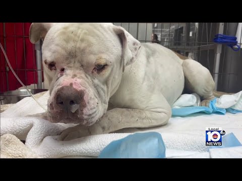 Stray dog shot in the face recovering but who would do such a thing?