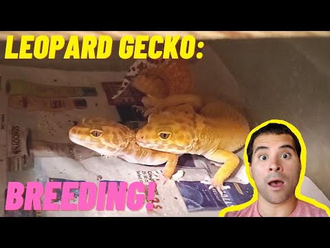 Breeding Leopard Geckos