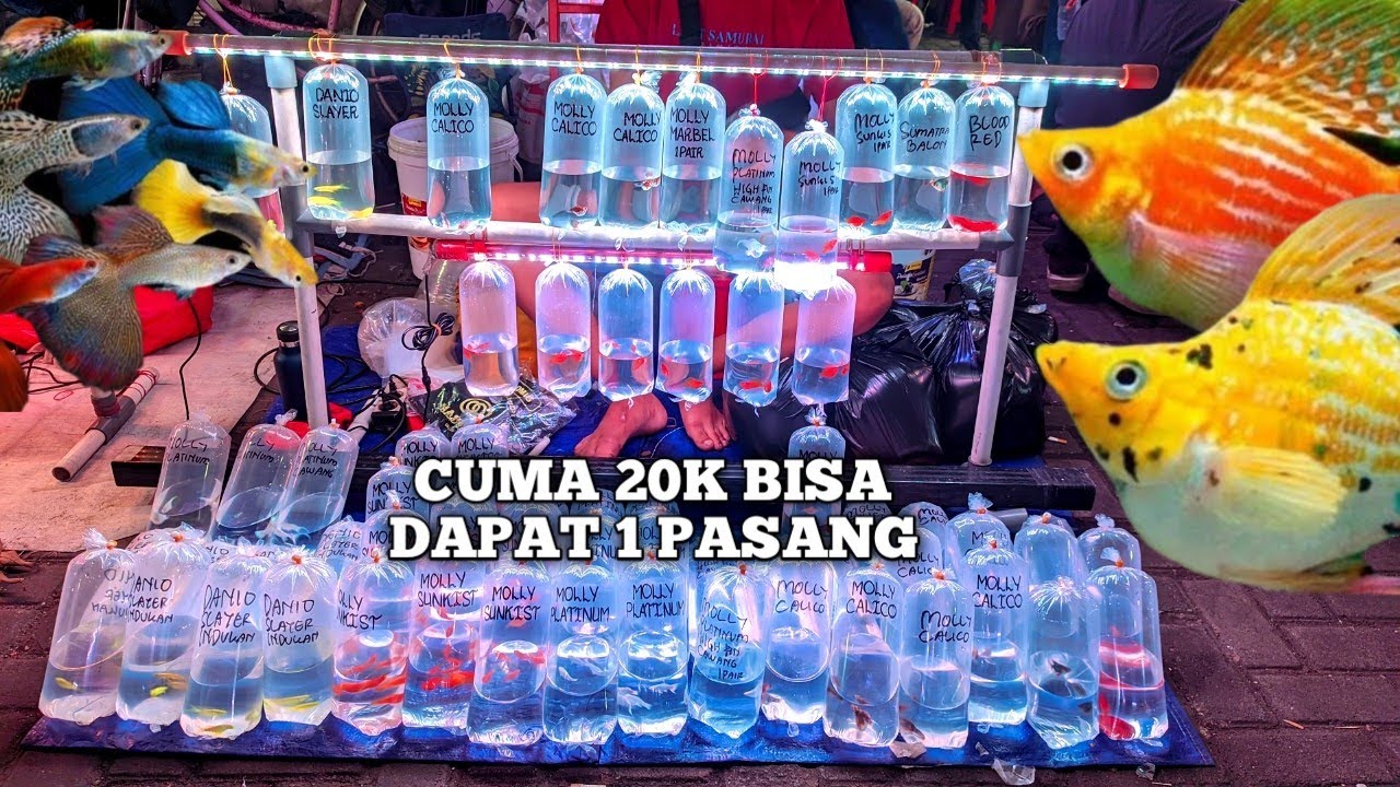 REVIEW HARGA IKAN HIAS MURAH MERIAH CUMA 20K AJA. DI PASAR IKAN HIAS JATINEGARA 