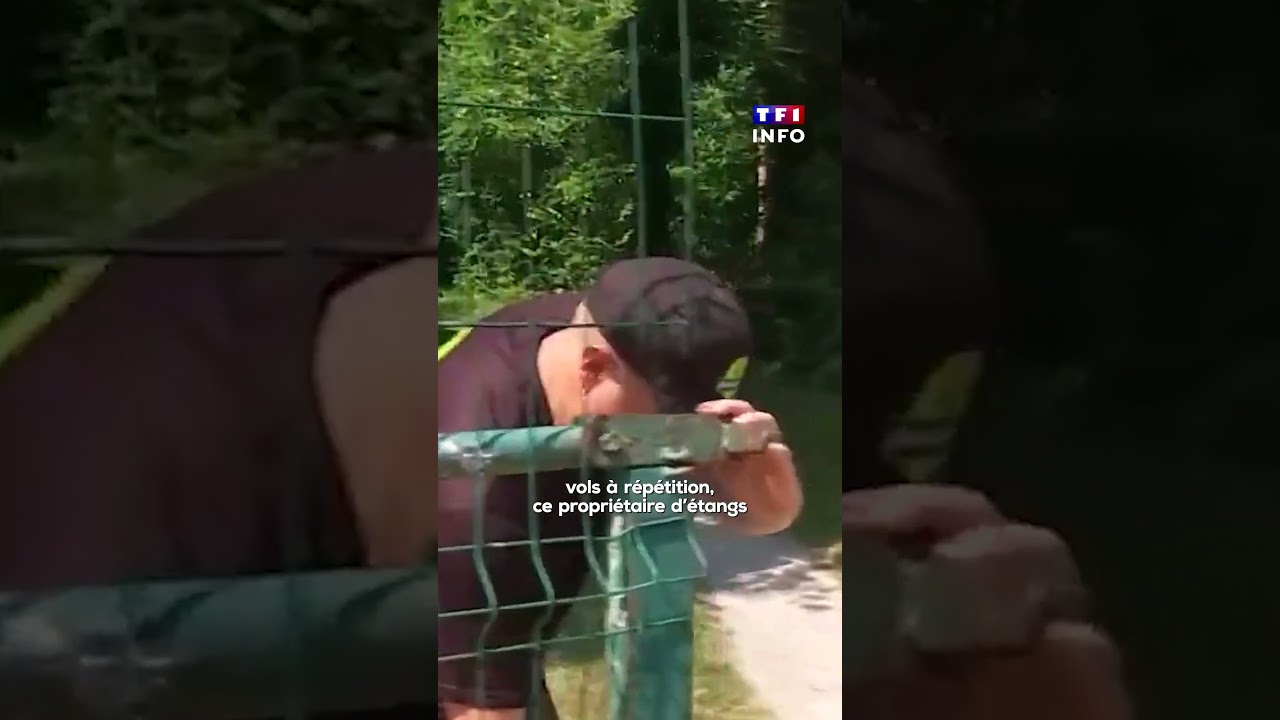 Vols : l'étonnant trafic de carpes｜TF1 INFO