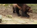 跳ねるように走るクズリ　Wolverine　2018 0219 0