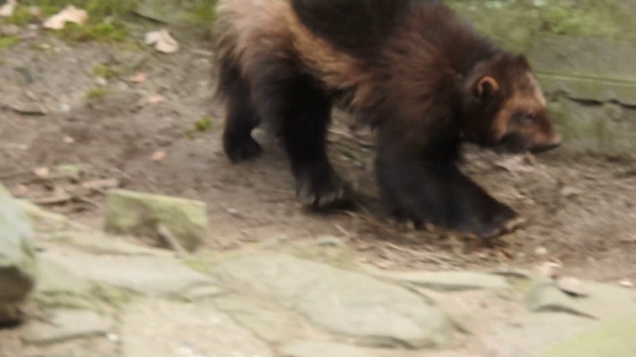 跳ねるように走るクズリ Wolverine 18 0219 0 Youtube