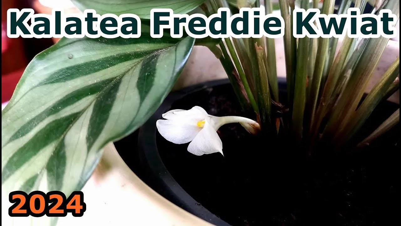 zimmerpflanze bromelie Bromelie kaufen | Guzmania 'Hope'