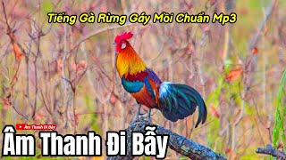 Tiếng Gà Rừng Mồi Gáy Cực Chuẩn Mp3 | Âm Thanh Đi Bẫy