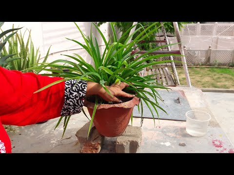 How To Save An Over Fertilized Plant || Identify and Save Over Fertilized Plant