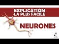 Lexplication la plus facile  neurones et transmission neuronale