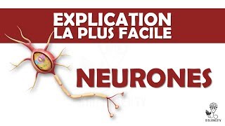 l'explication la plus facile - Neurones et Transmission Neuronale