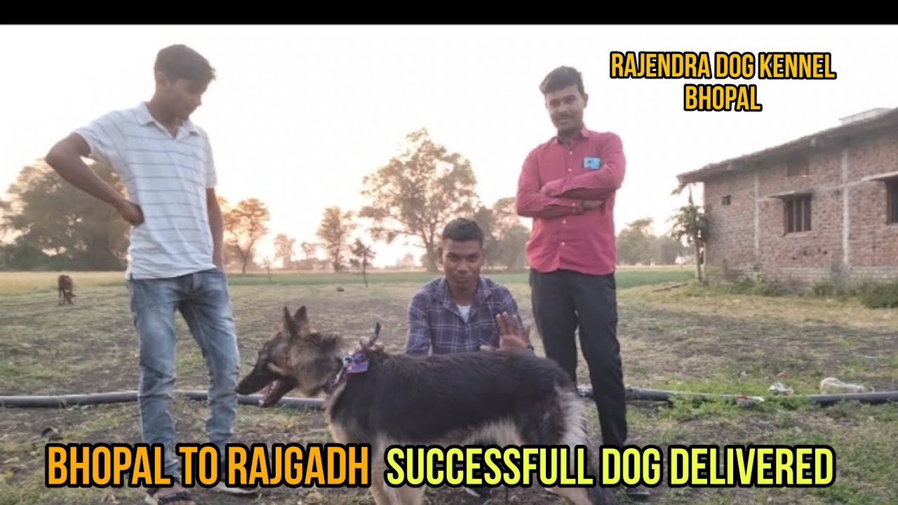 Bhopal To Rajgarh Dog Successfully Delivered By Rajendra Kennel Bhopal