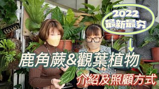 2022最新最夯鹿角蕨&amp;觀葉植物介紹及照顧方式［翡歐娜視記 ... 