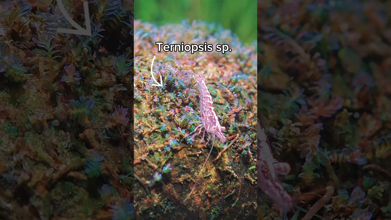 Terniopsis sp. from Guangxi