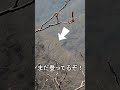 岳林道のクマ #shorts