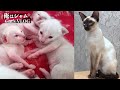 Siamese Kitten Growing Up Time Lapse - 1 Year in 8 Minutes