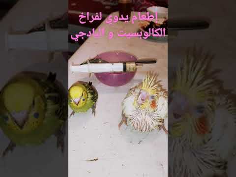 إطعام يدوي لفراخ الكالوبسيت و البادجي 