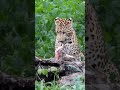 Leopard with a NeelGai Kill !          Rare Footage #viralvideo