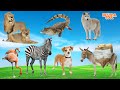 Lovely animal sounds lion crocodile wolf flamingo zebra dog donkey  animal moments