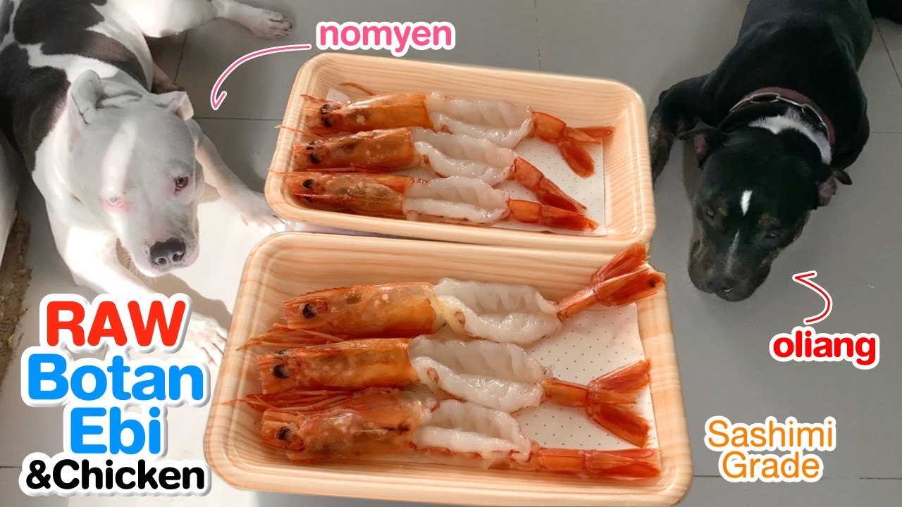 Pit Bulls 1st Time Eat Raw Botan Ebi Pandalus Nipponensis Prawn And Chicken Asmr Mukbang Barf Youtube