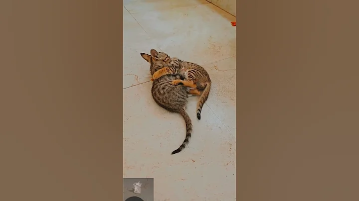 Watch the video about Cat kitten playing videos #cat #catmeowing #trending #kitty #shorts