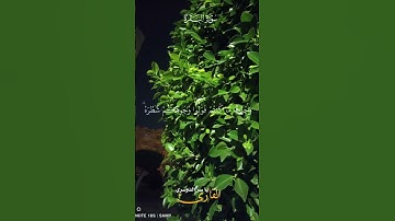 #قرآن #قران_كريم #اكسبلور #اذكرو_الله #تلاوة_خاشعة #ياسر_الدوسري #لايك