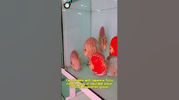 Tập 7: Cách Dưỡng Cá Khi Stress🎬 Series mới ra lò: KIẾN THỨC NUÔI CÁ DĨA TỪ A–Z👉