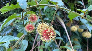 Dây câu đằng, thảo dược trời ban. Biết dùng cây này hơn cả Triệu tiền mua thuốc