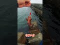 小さな港のすごく小さいテトラの穴から… #穴釣り #釣り #fishing