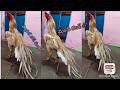 Quality Parrot Beak Long Tail Rooster | 9345232243 | Video 1146 | Rythu Market 1