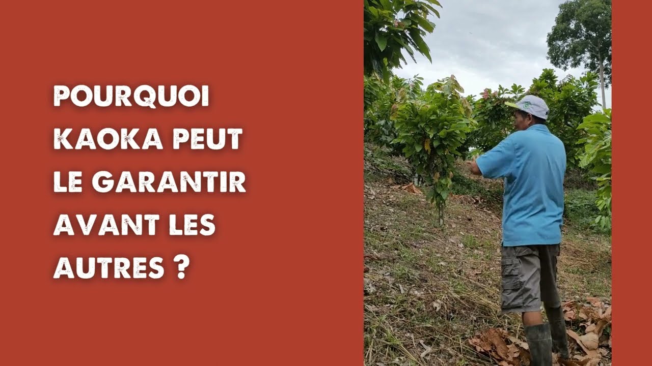 Kaoka : un des premiers chocolats zéro déforestation