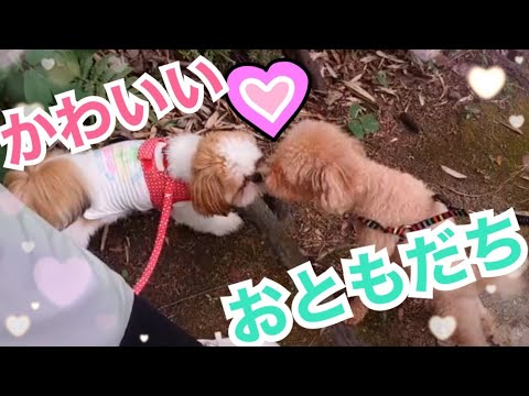 【シーズー８ヶ月】犬が苦手なモンロー❤️お友達にご挨拶❕❕