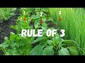 COMPANION PLANTING Made SIMPLE with The Rule of 3!!